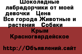 Шоколадные лабрадорчики от моей девочки › Цена ­ 25 000 - Все города Животные и растения » Собаки   . Крым,Красногвардейское